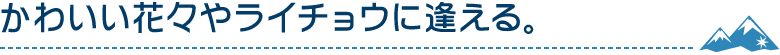 かわいい花々やライチョウに逢える。